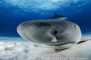 Nosing around with Lemon Sharks at Tiger Beach - Bahamas by Steven Anderson 